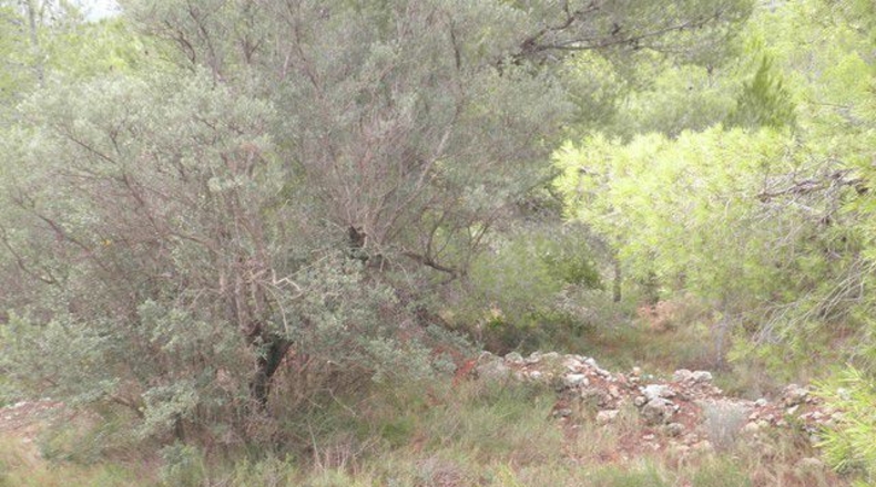Tarragona - Xerta - 12674m2