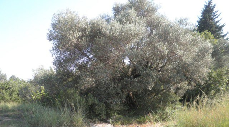 Tarragona - Tortosa - 13750m2