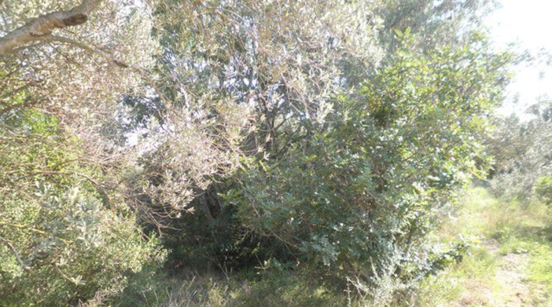 Tarragona - Tortosa - 13750m2