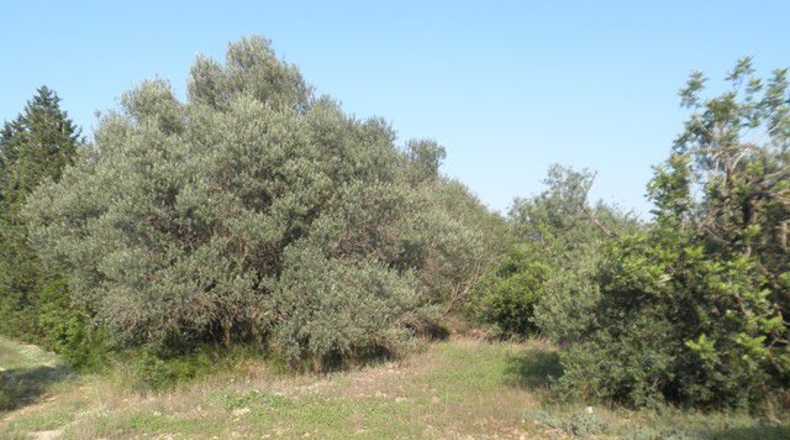 Tarragona - Tortosa - 13750m2