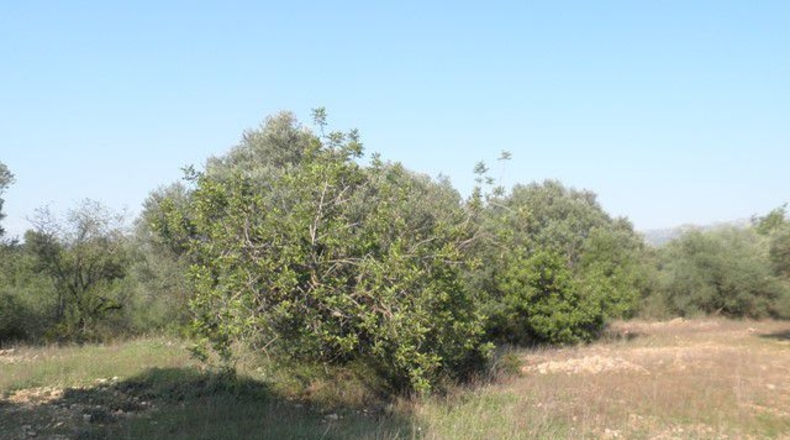 Tarragona - Tortosa - 13750m2