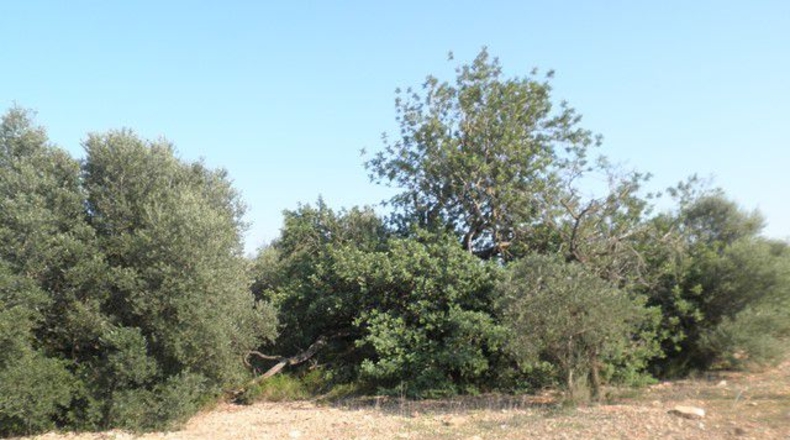 Tarragona - Tortosa - 13750m2