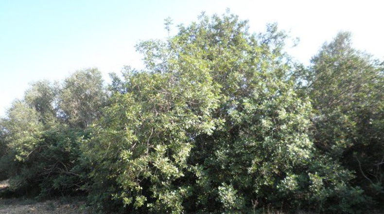 Tarragona - Tortosa - 13750m2