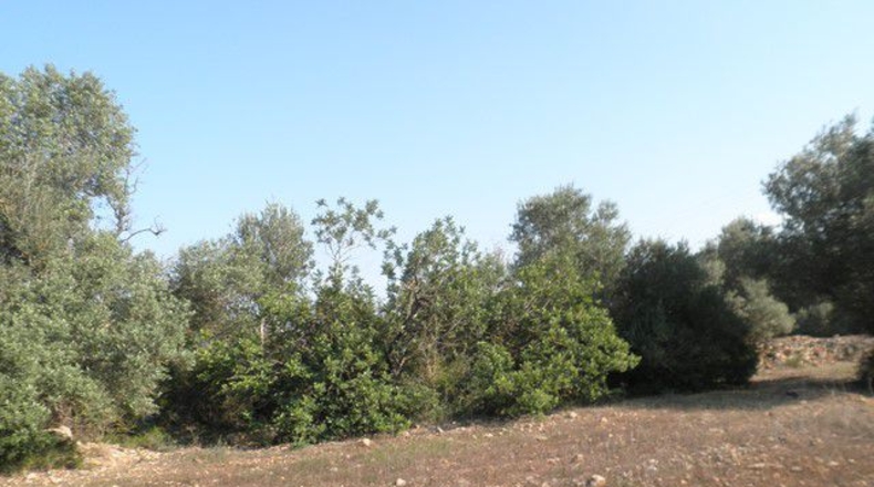 Tarragona - Tortosa - 13750m2