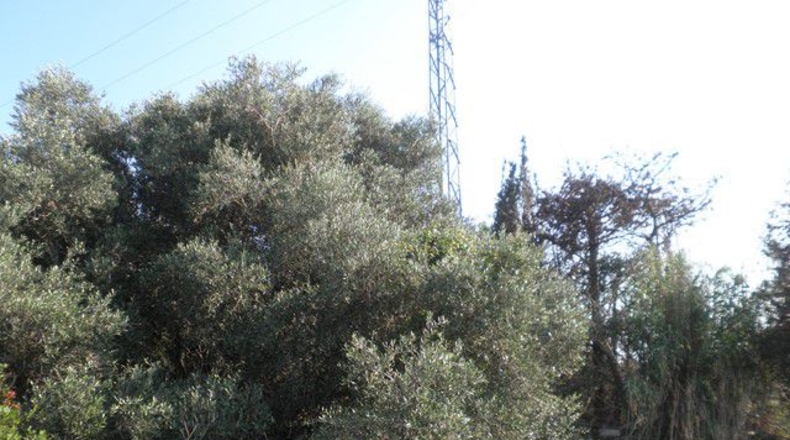 Tarragona - Tortosa - 13750m2
