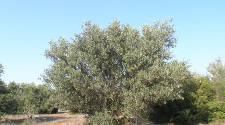 Tarragona - Tortosa - 13750m2