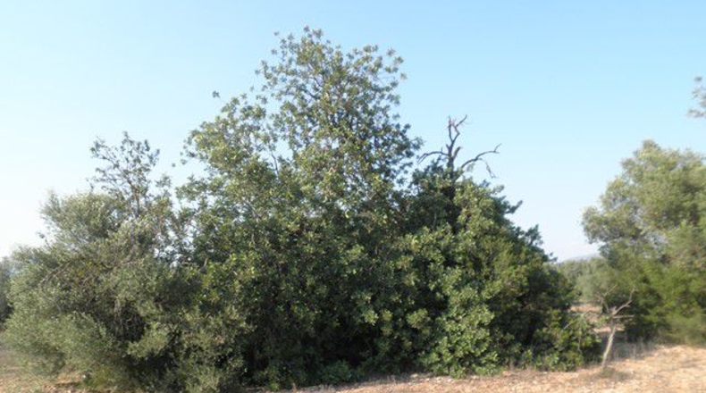 Tarragona - Tortosa - 13750m2
