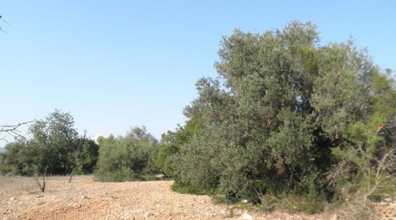 Tarragona - Tortosa - 13750m2