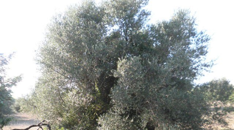 Tarragona - Tortosa - 13750m2