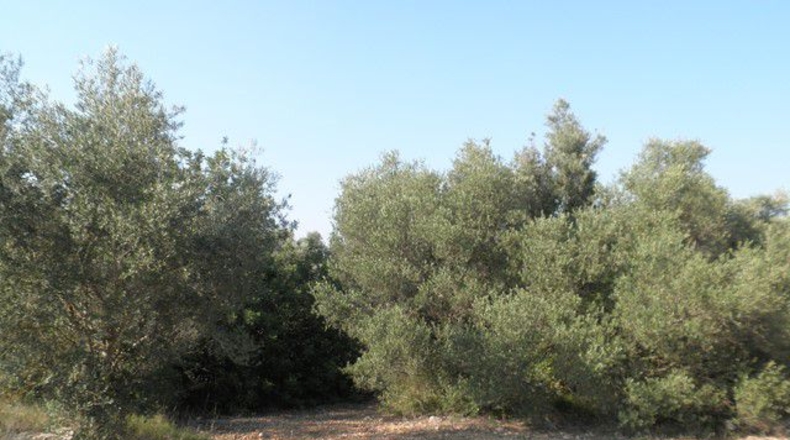 Tarragona - Tortosa - 13750m2