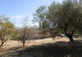 Finca rústica en venda a Roquetes ref.: TR15843 foto