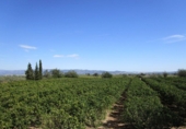 Finca rústica en venda a Roquetes ref.: TR15843 foto