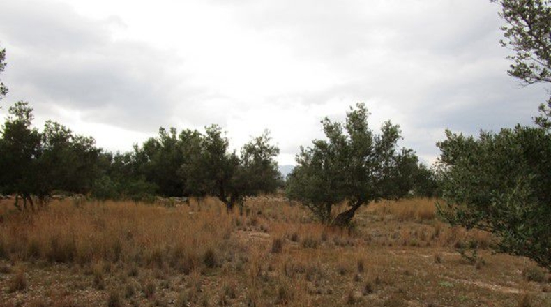 Tarragona - Raval de Crist - 13863m2