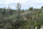 Finca rústica en venta en Tortosa ref: TR36571 foto