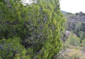 Finca rústica en venta en Tortosa ref: TR36571 foto