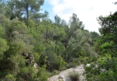 Finca rústica en venta en Tortosa ref: TR36571 foto