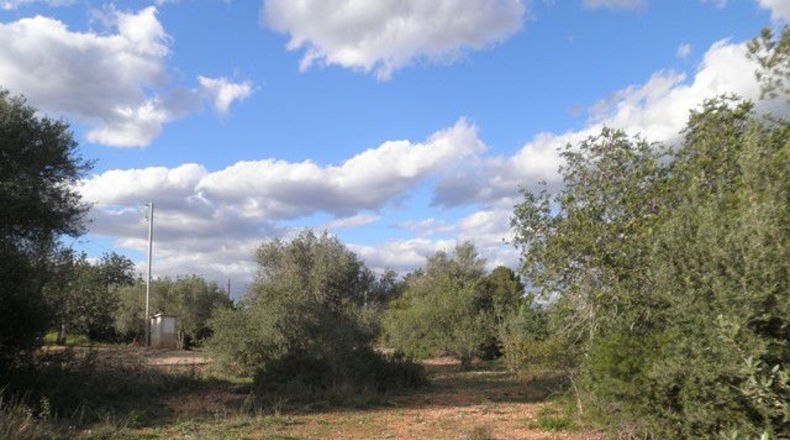 Tarragona - Aldover - 10452m2