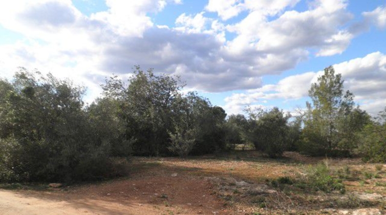 Tarragona - Aldover - 10452m2