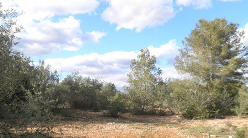 Tarragona - Aldover - 10452m2