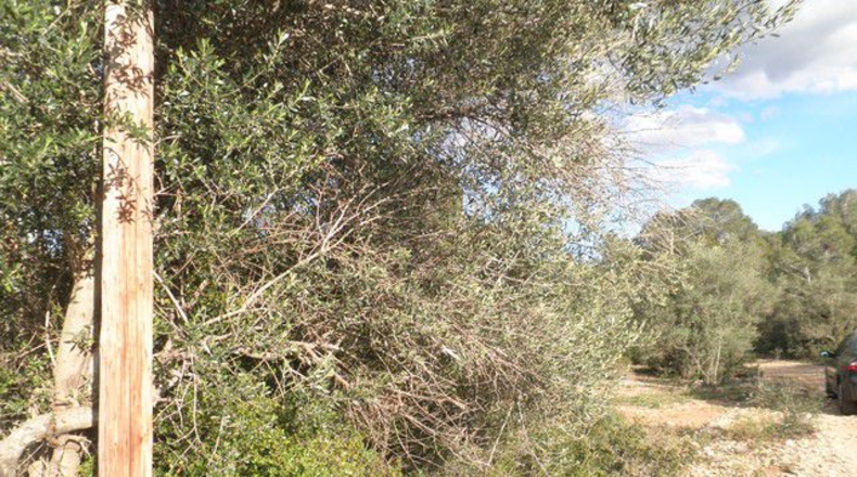 Tarragona - Aldover - 10452m2