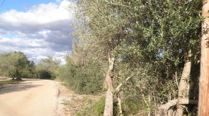 Tarragona - Aldover - 10452m2