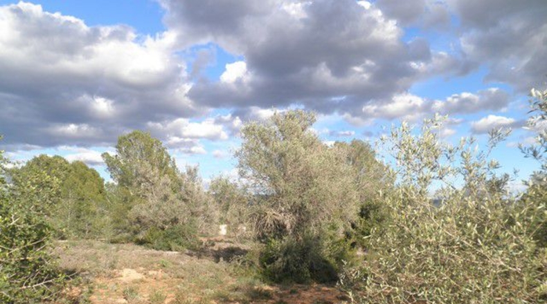 Tarragona - Aldover - 10452m2