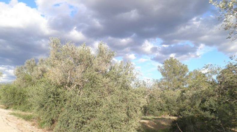 Tarragona - Aldover - 10452m2