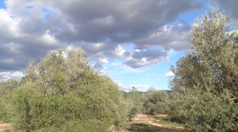 Tarragona - Aldover - 10452m2