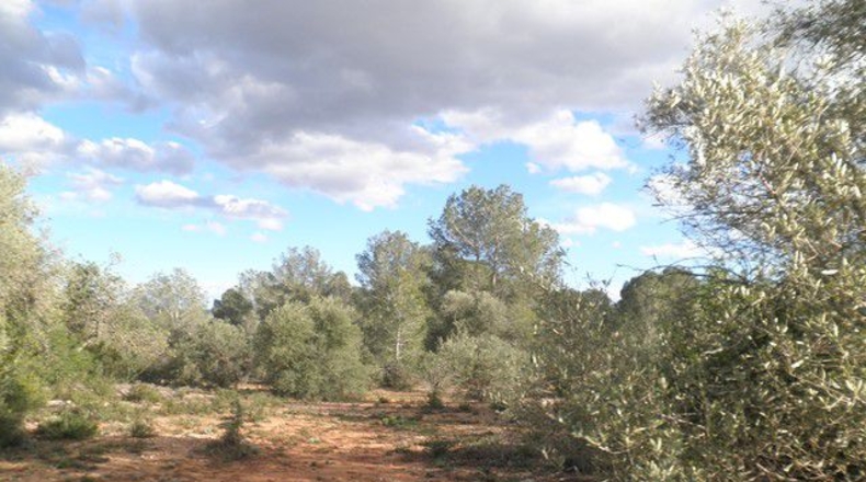 Tarragona - Aldover - 10452m2