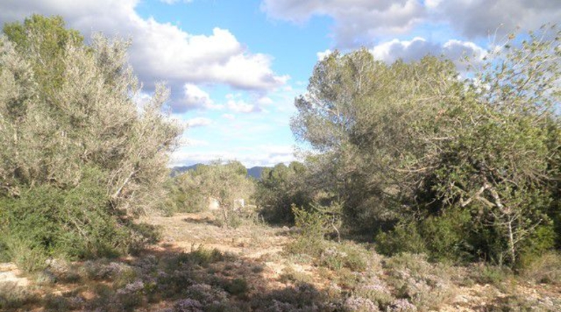 Tarragona - Aldover - 10452m2