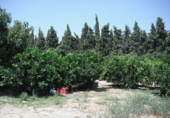 Земельный участок на продажу в городе Tortosa. Фото