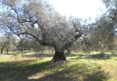 Rural estate for sale in Xerta ref: TR40930 photo