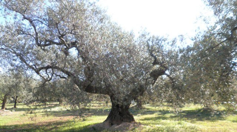 Tarragona - Xerta - 30660m2