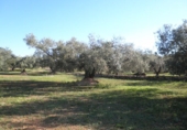 Rural estate for sale in Xerta ref: TR40930 photo