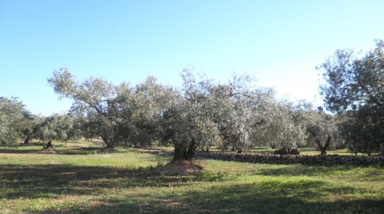 Tarragona - Xerta - 30660m2