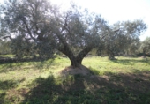 Rural estate for sale in Xerta ref: TR40930 photo