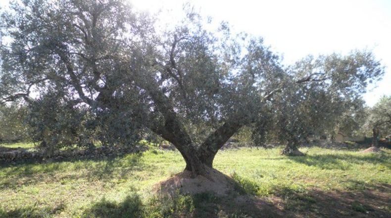 Tarragona - Xerta - 30660m2