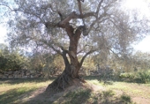 Rural estate for sale in Xerta ref: TR40930 photo