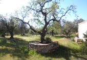Rural estate for sale in Xerta ref: TR40930 photo