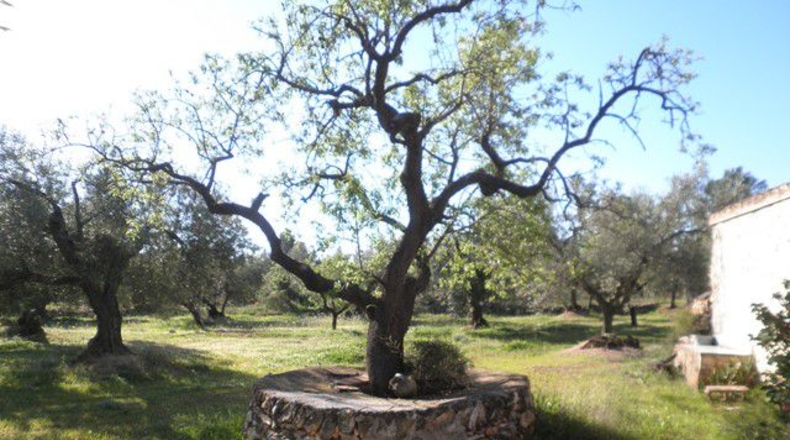Tarragona - Xerta - 30660m2