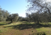 Rural estate for sale in Xerta ref: TR40930 photo