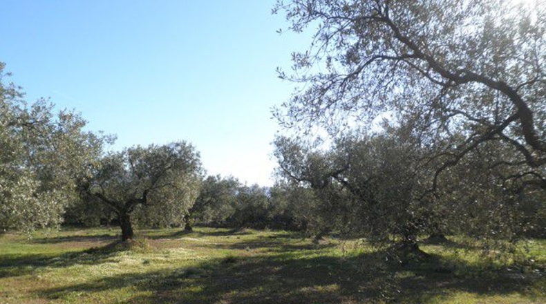 Tarragona - Xerta - 30660m2