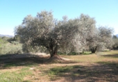 Rural estate for sale in Xerta ref: TR40930 photo