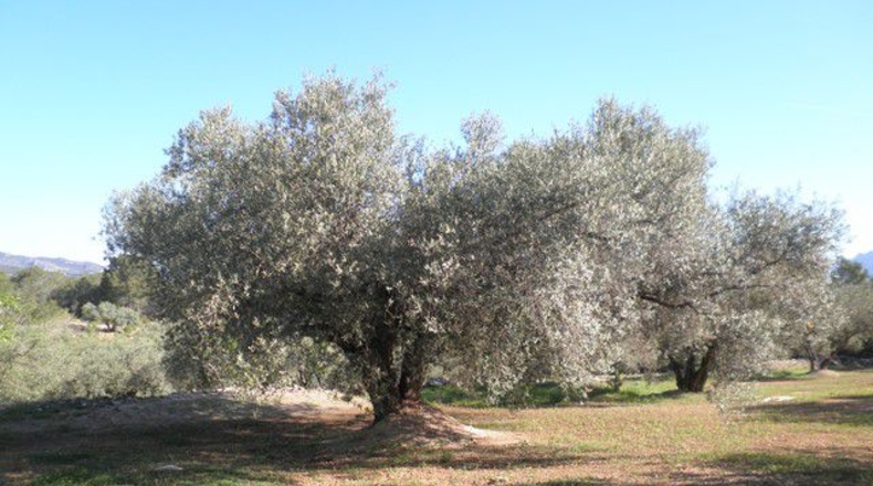 Tarragona - Xerta - 30660m2