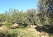 Rural estate for sale in Xerta ref: TR40930 photo
