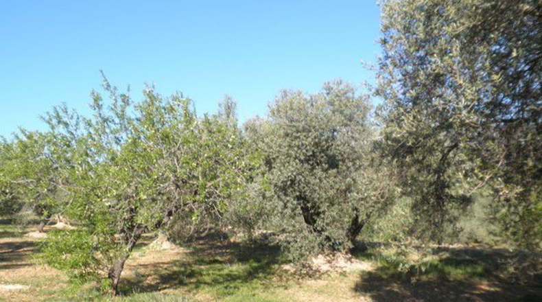 Tarragona - Xerta - 30660m2