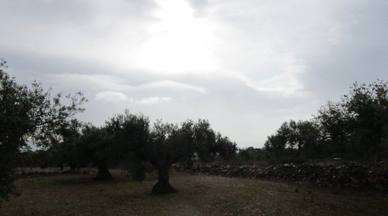 Tarragona - Alfara de Carles - 15260m2