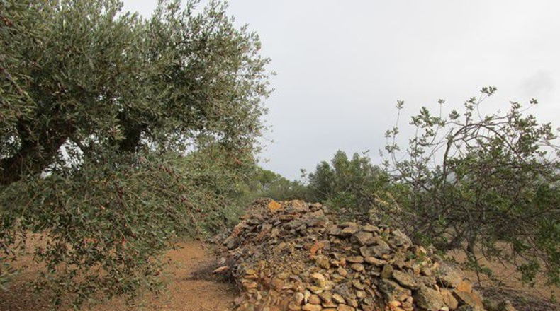 Tarragona - Alfara de Carles - 15260m2