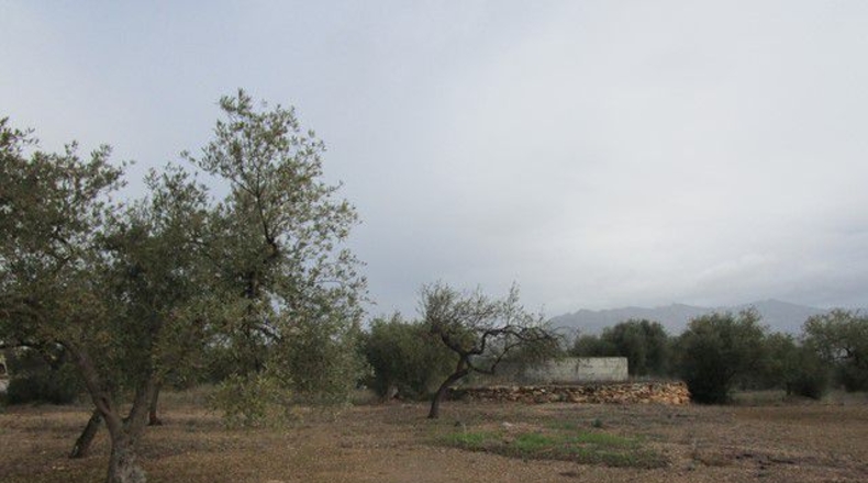 Tarragona - Alfara de Carles - 15260m2