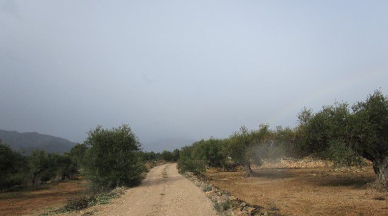Tarragona - Alfara de Carles - 15260m2